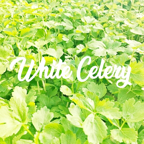 White Celery