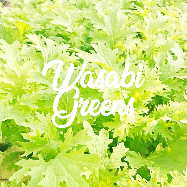 Wasabi Greens